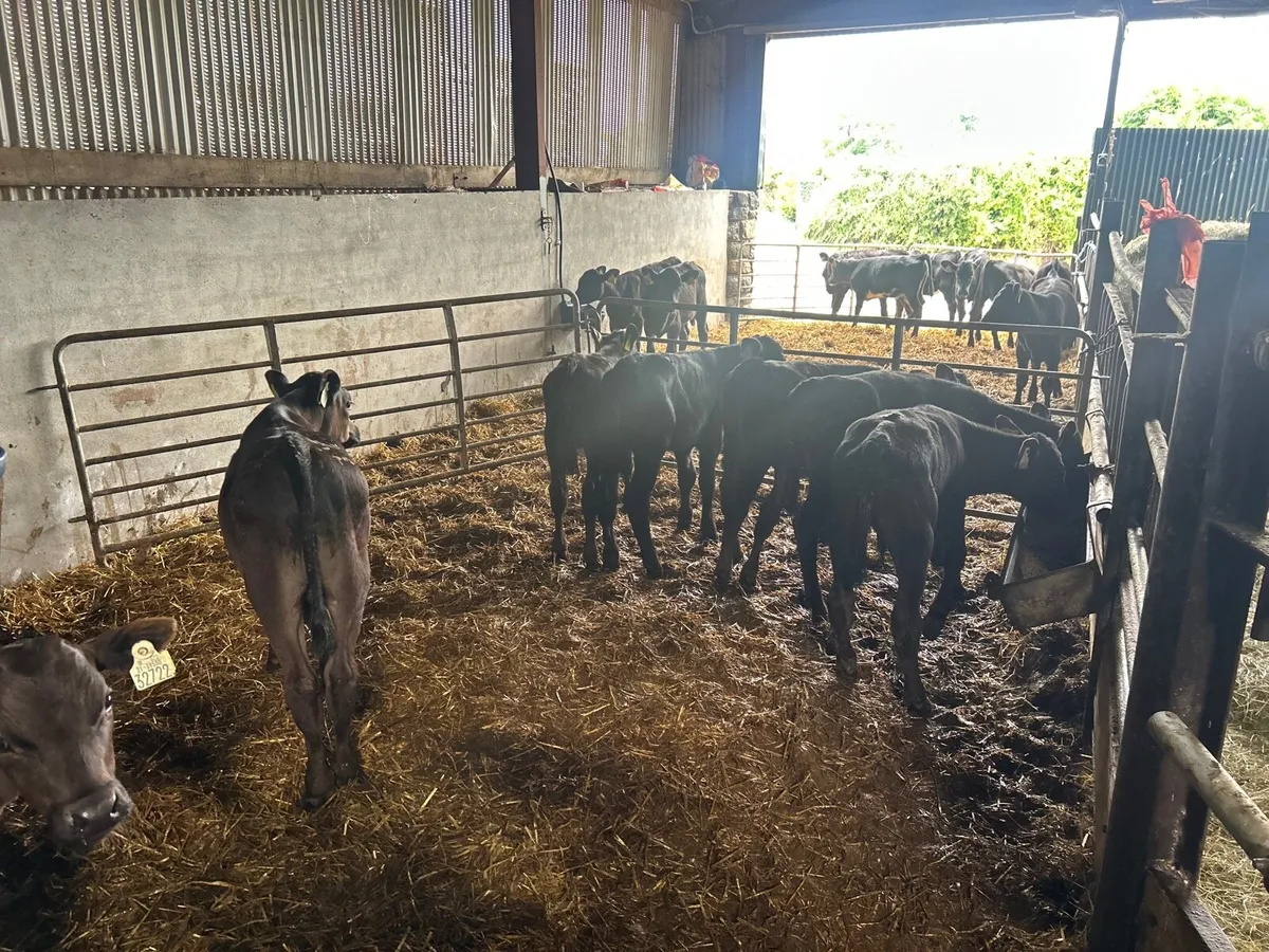 10 proper  reared Angus bull runners - Image 4