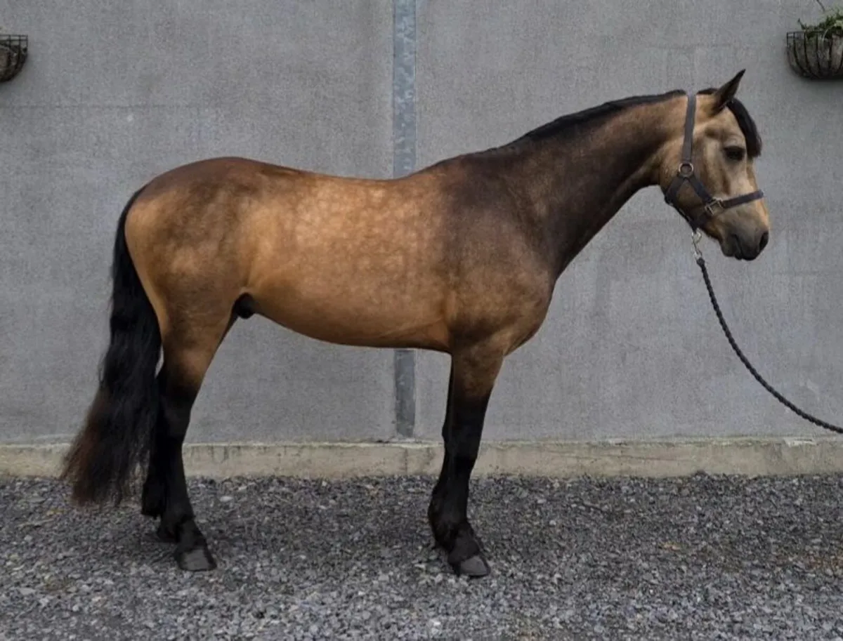 3 year old Connemara gelding - Image 2