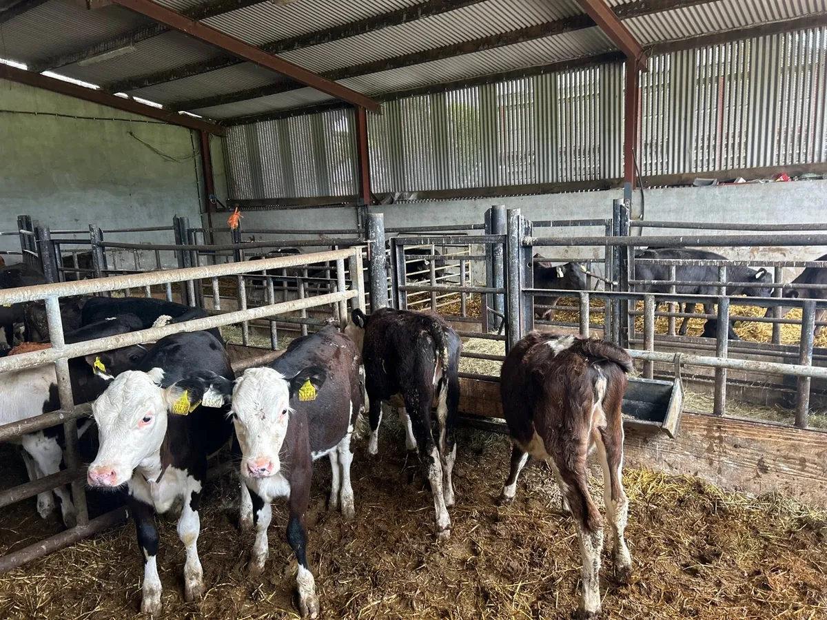 4 super  Hereford weanling heifers - Image 1