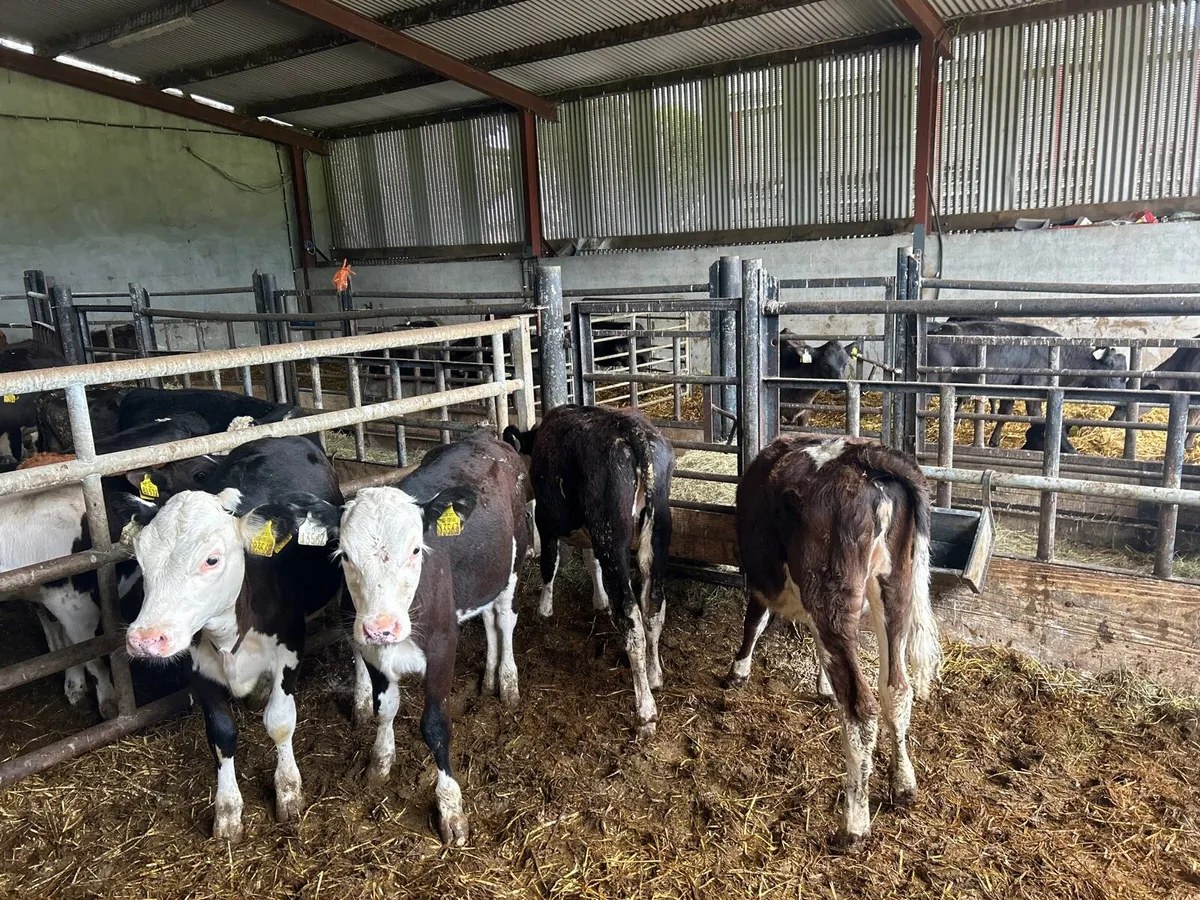 4 super  Hereford weanling heifers - Image 2