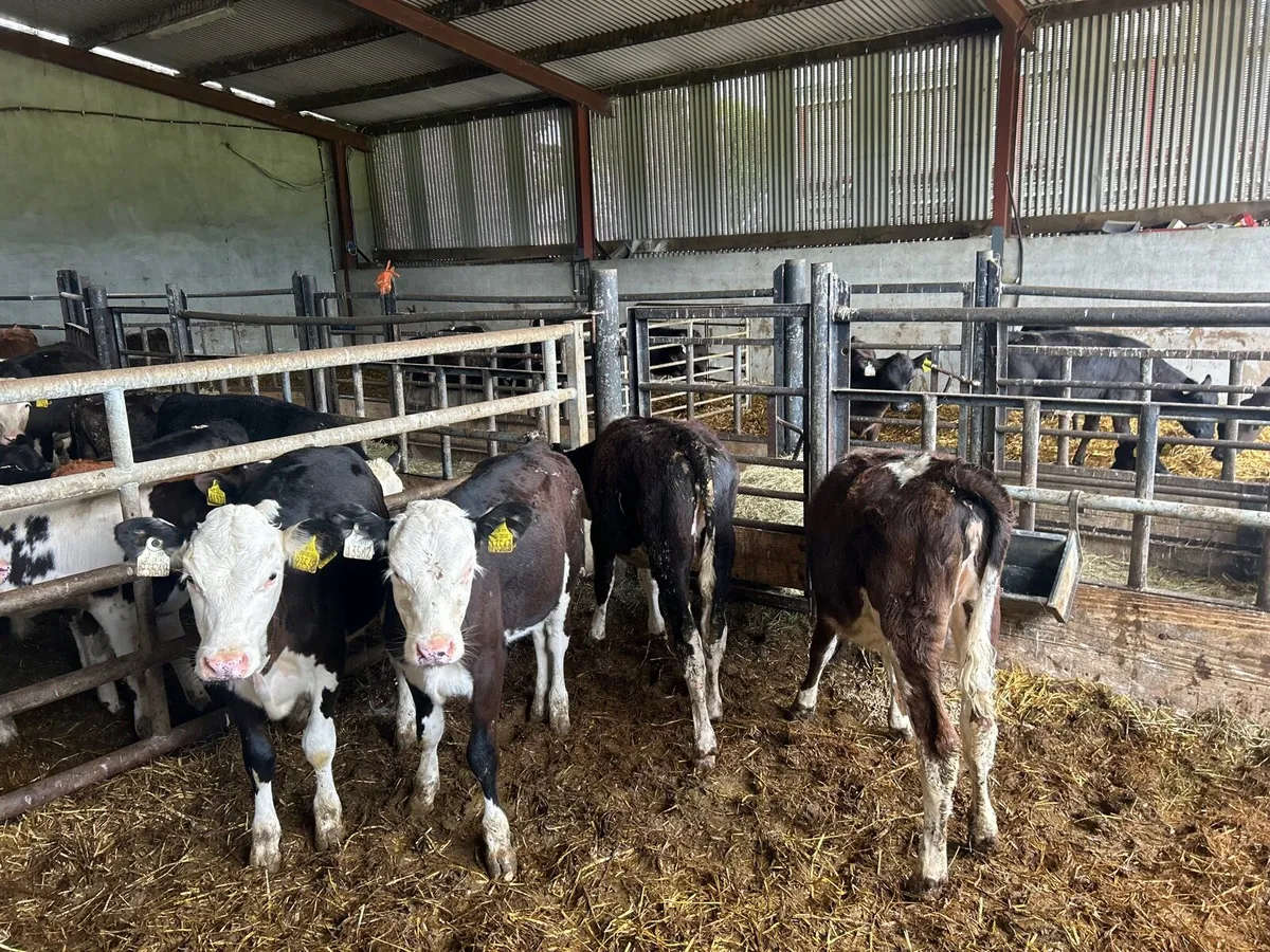 4 super  Hereford weanling heifers - Image 3