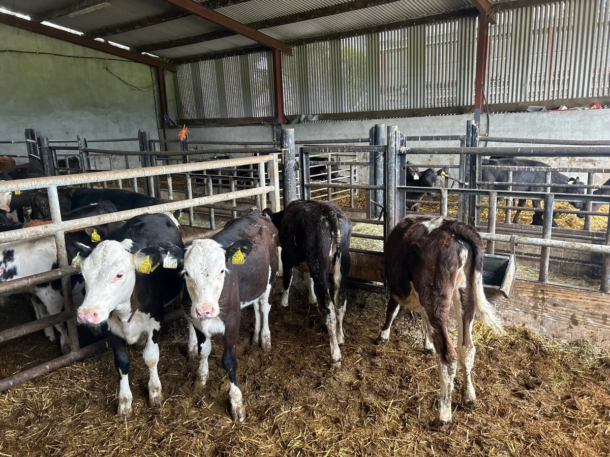4 super  Hereford weanling heifers - Image 4