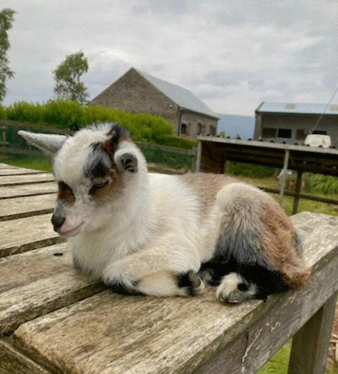 Pygmy Goats kids - Image 1