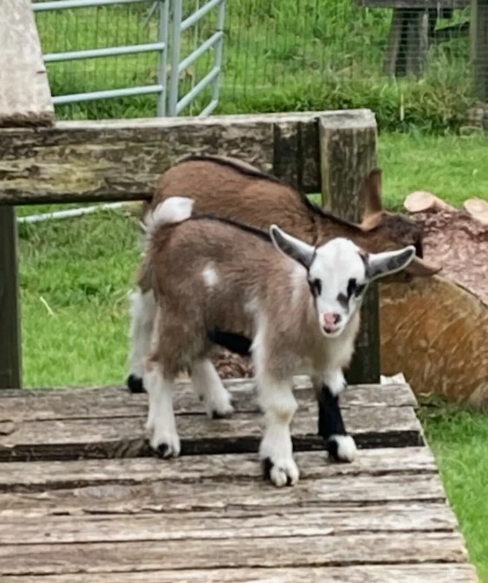 Pygmy Goats kids - Image 2