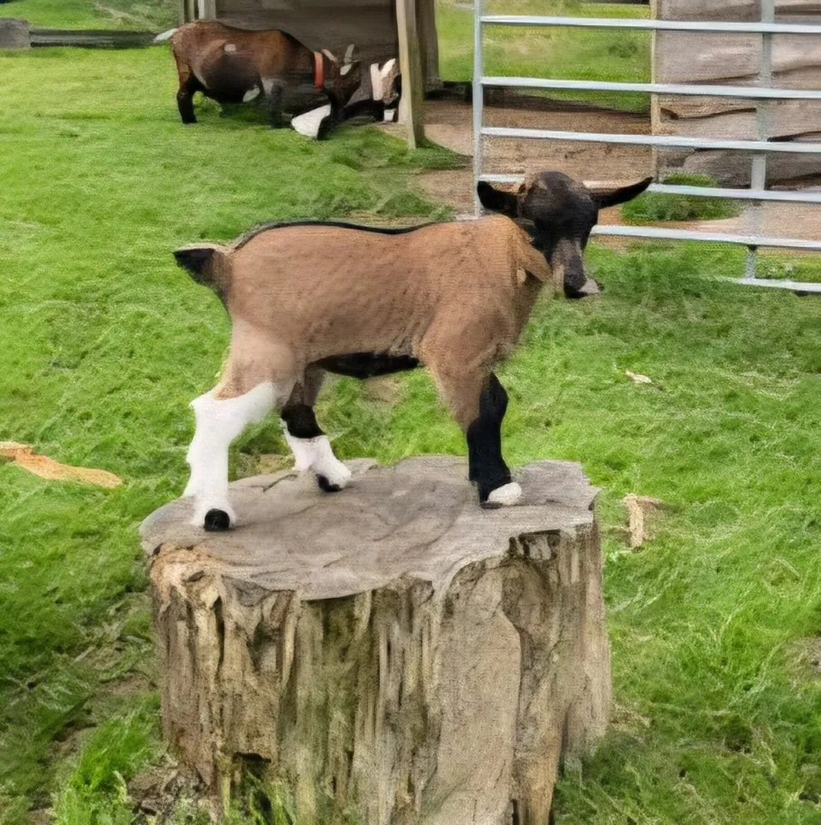 Pygmy Goats kids - Image 3
