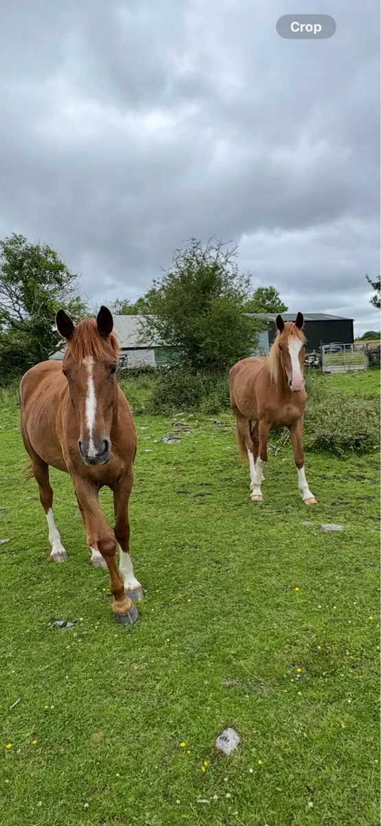 3 yr old Irish draught filly - Image 1
