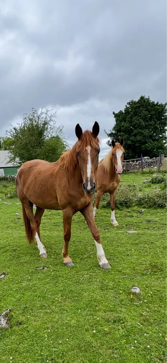 3 yr old Irish draught filly - Image 2