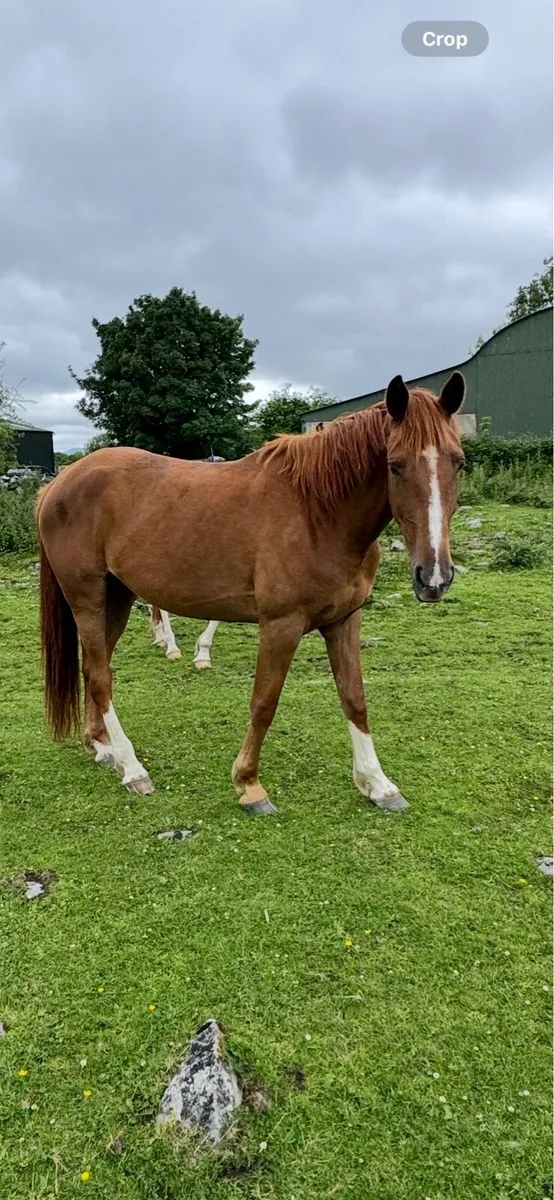 3 yr old Irish draught filly - Image 3
