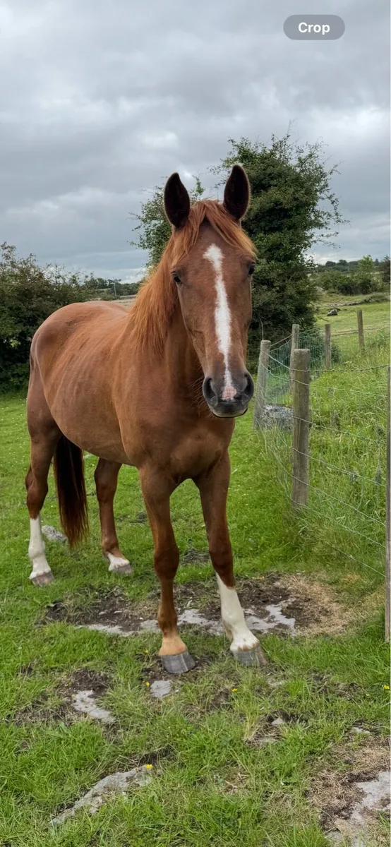 3 yr old Irish draught filly - Image 4