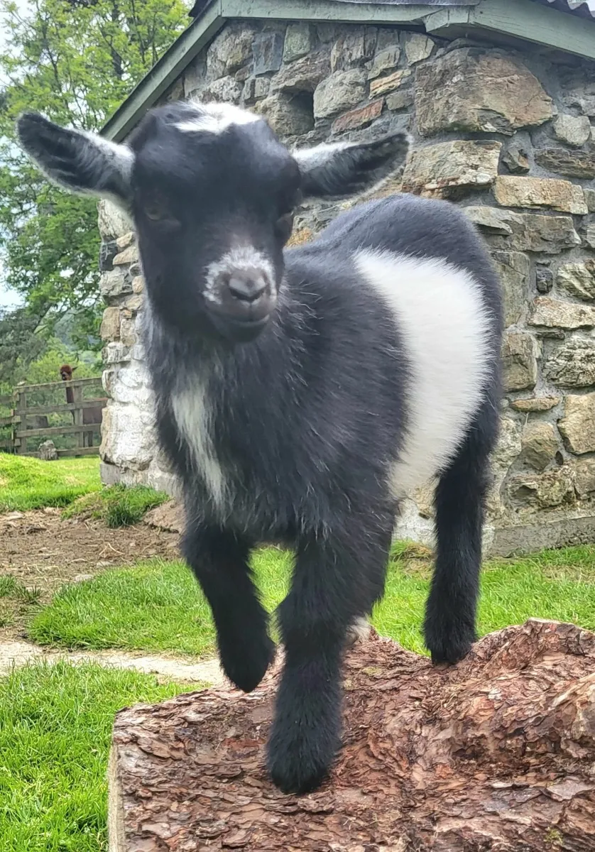 Pygmy Goats kids - Image 4