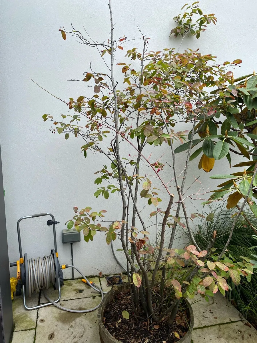 Amelanchier lamarckii trees - Image 1