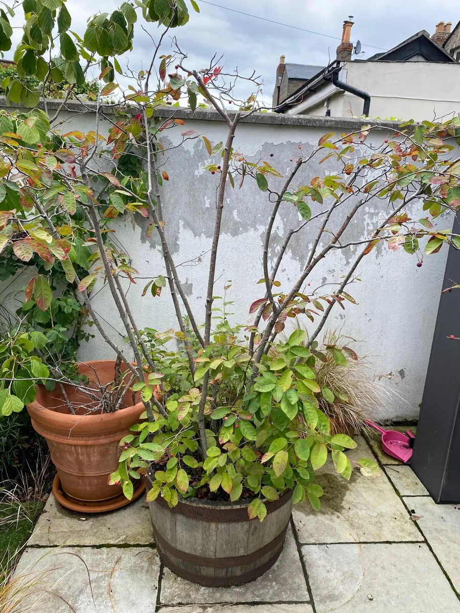 Amelanchier lamarckii trees - Image 2