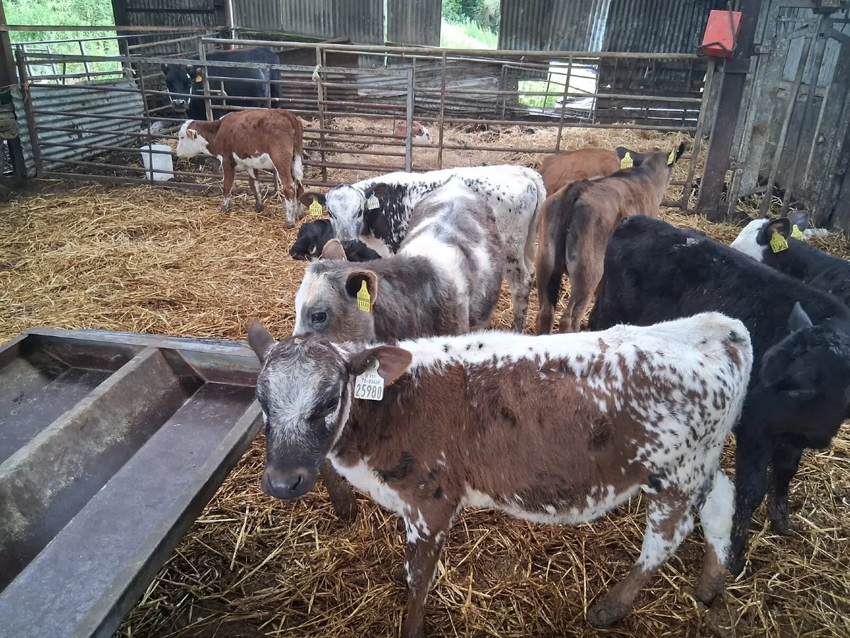 REARED CALVES - Image 2