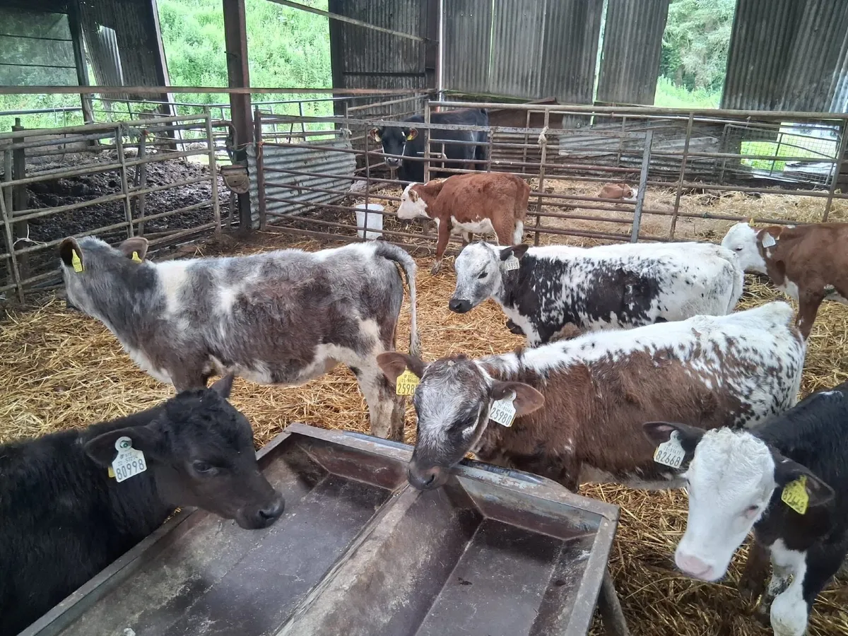 REARED CALVES - Image 3