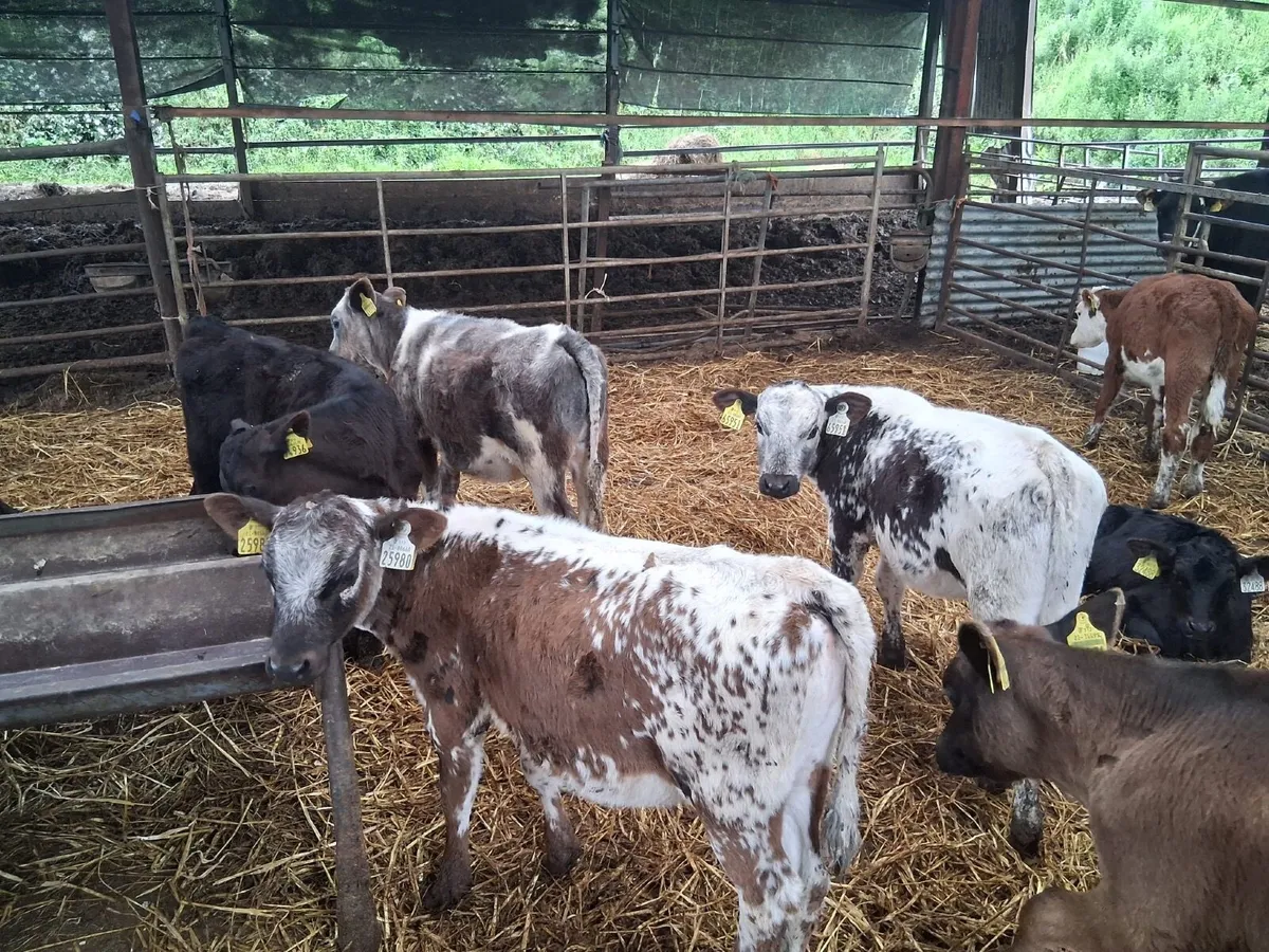 REARED CALVES - Image 4