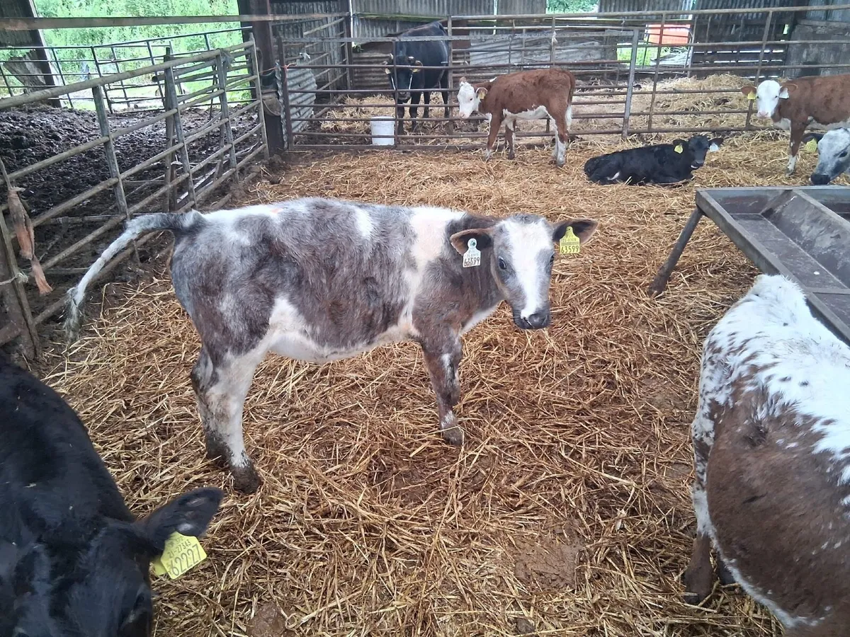 REARED CALVES - Image 1