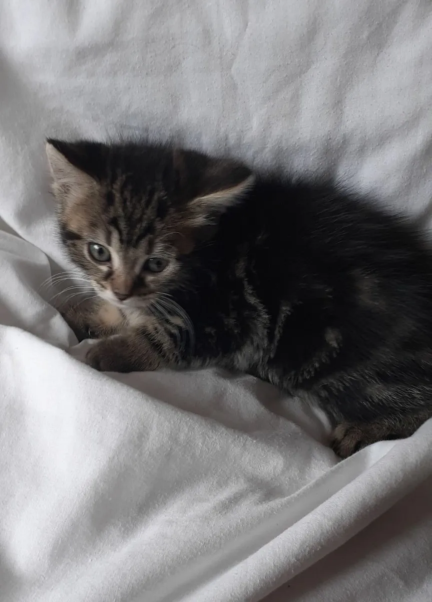 kittens - Image 2
