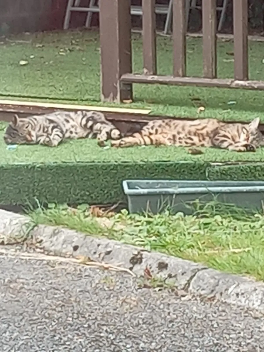 kittens - Image 3