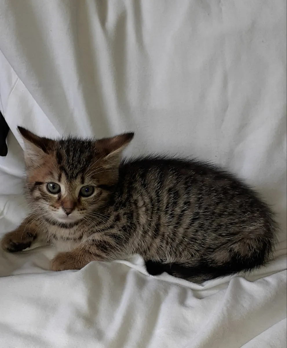 kittens - Image 4