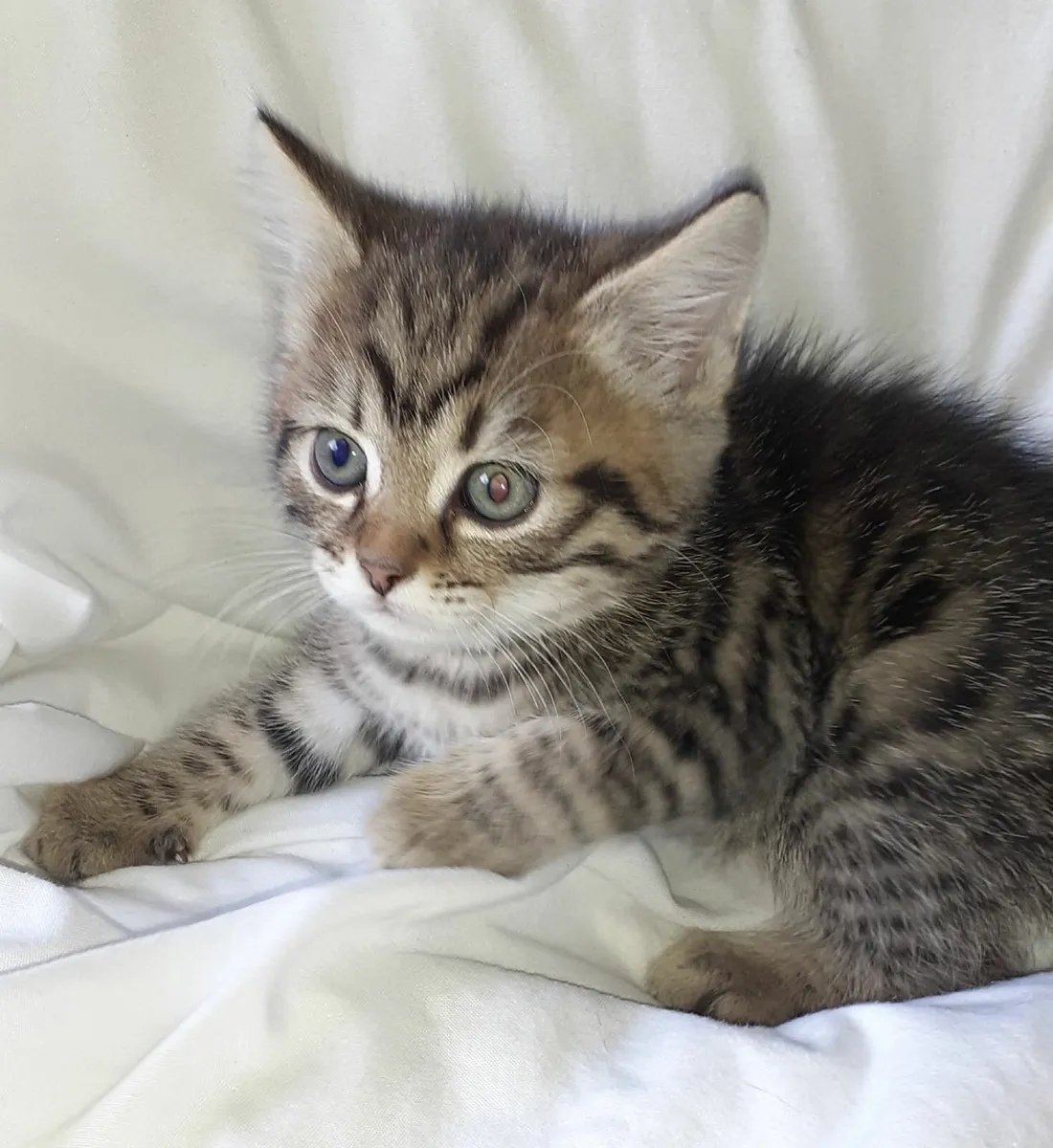 kittens - Image 1