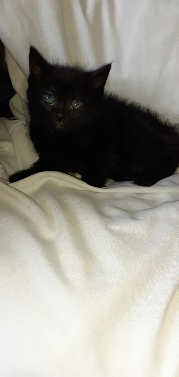 kittens