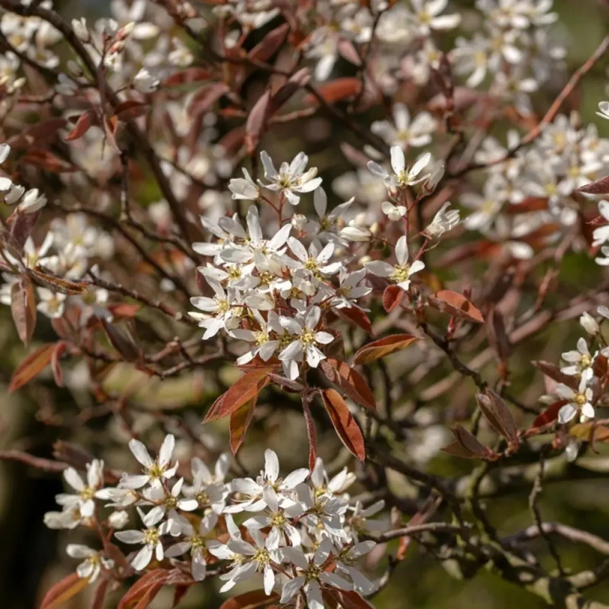Amelanchier lamarckii trees - Image 4