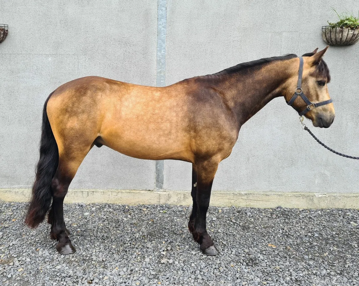 3 year old Connemara gelding - Image 1