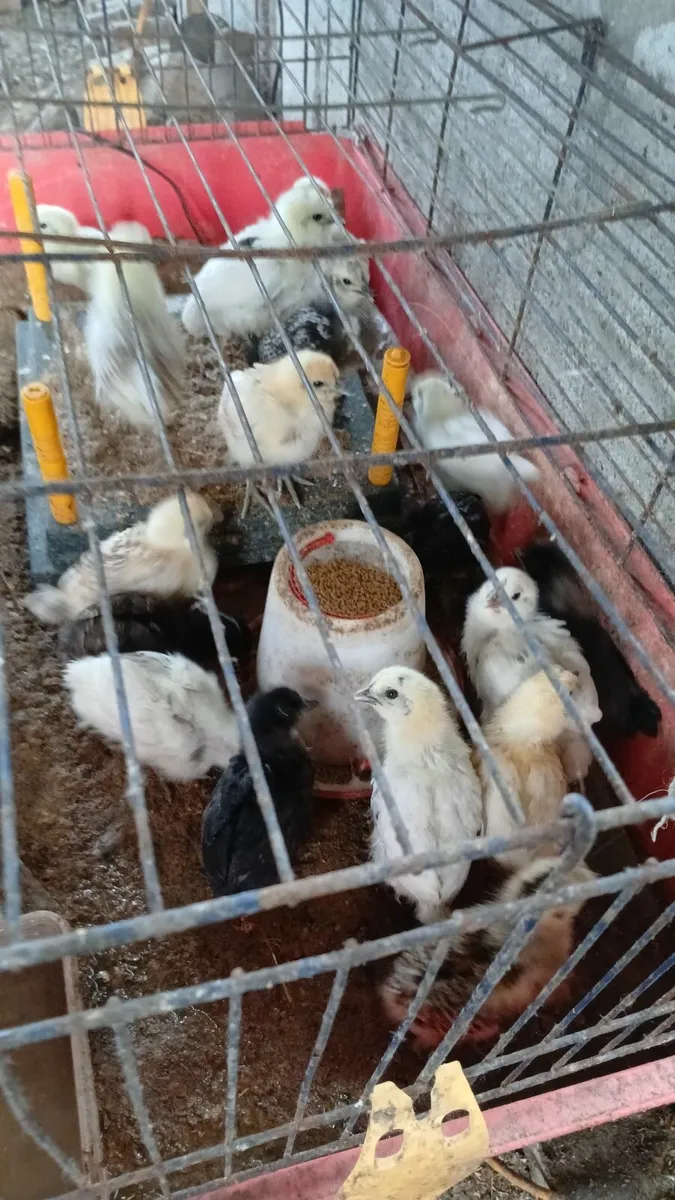 Chickens ducks - Image 2