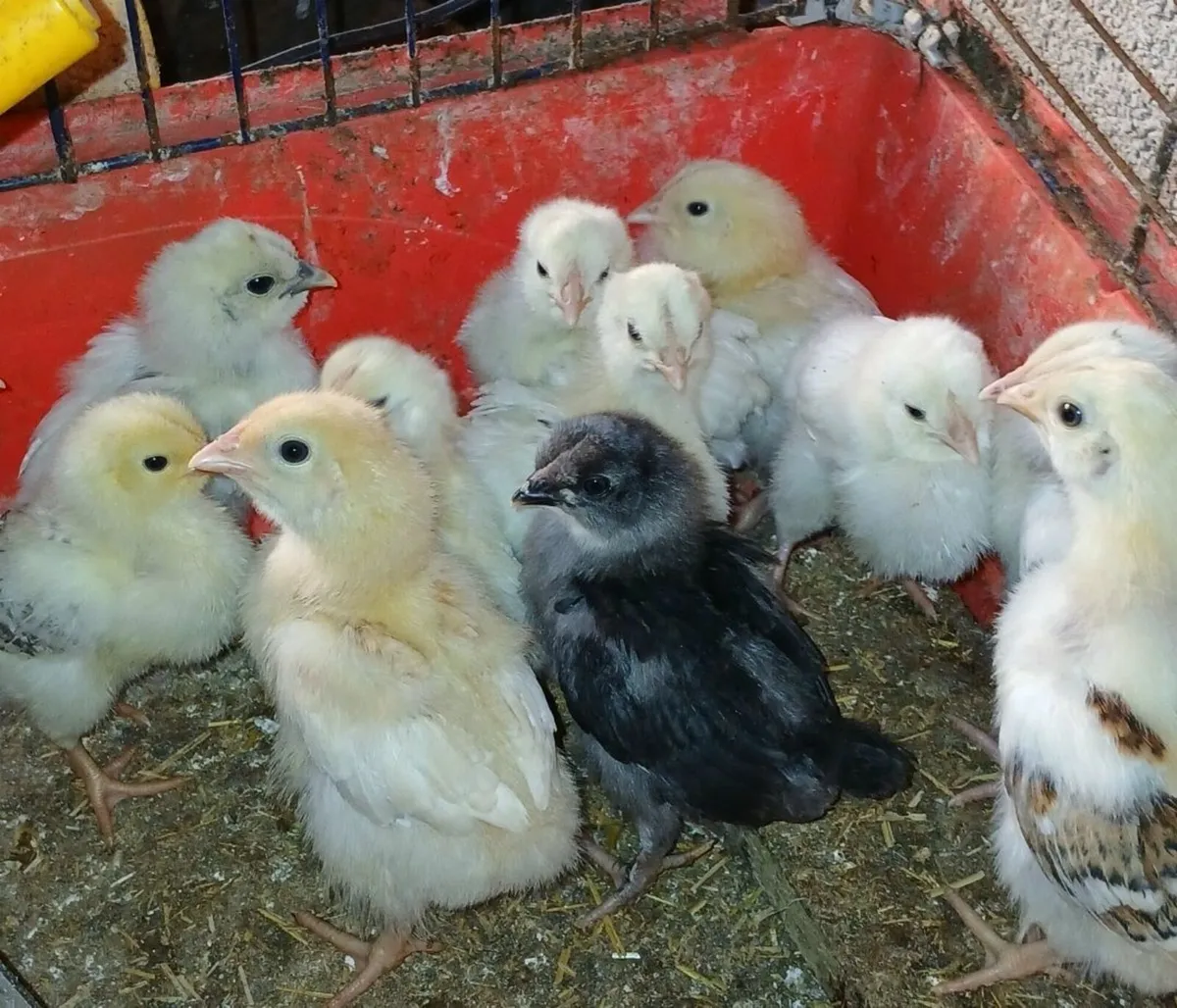 Chickens ducks - Image 3