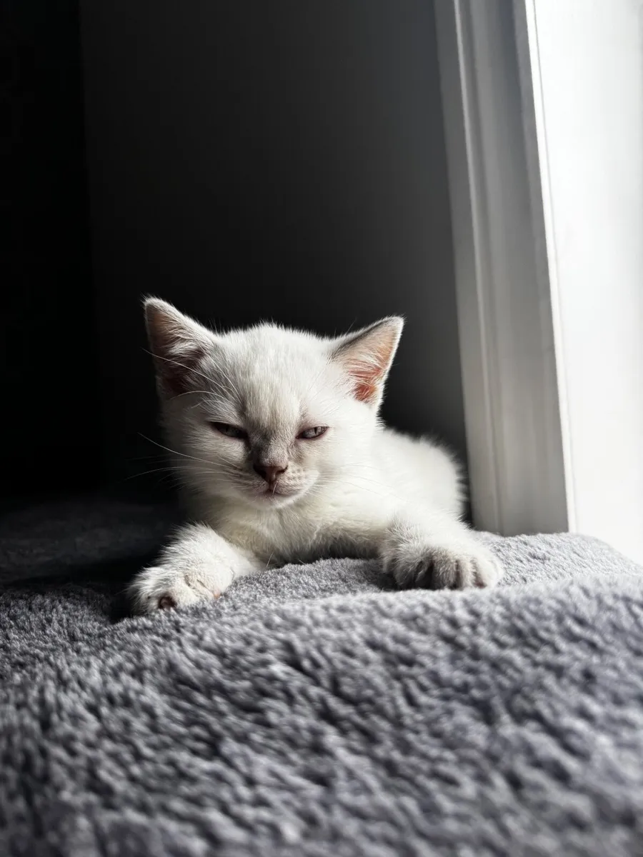 British Shorthair Kittens - Image 2