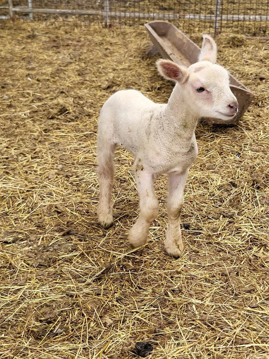 Pedigree hogget Rams