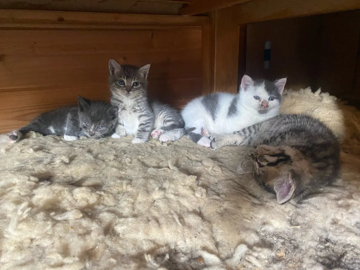 Bengal Persian mix kittens - Image 1
