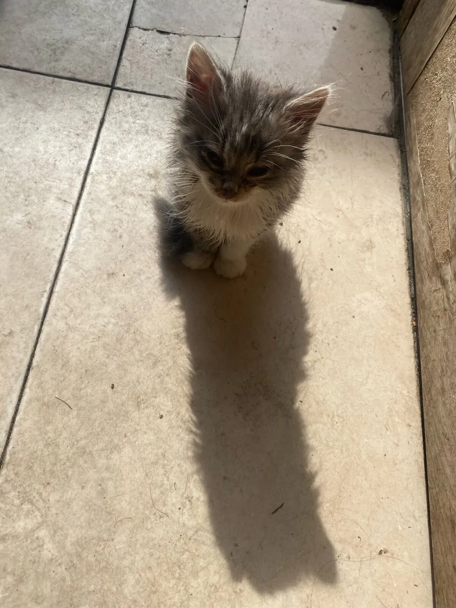 Bengal Persian mix kittens - Image 3