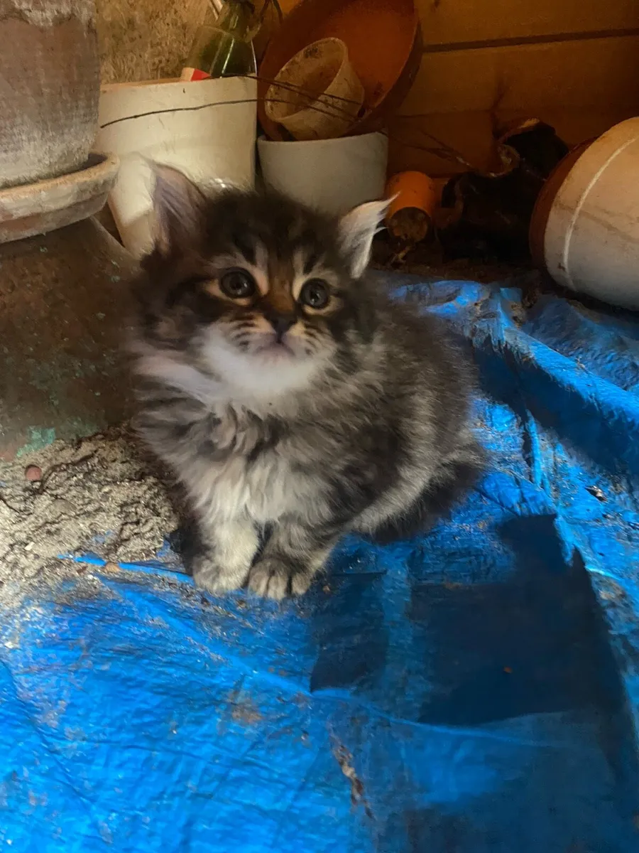 Bengal Persian mix kittens - Image 4