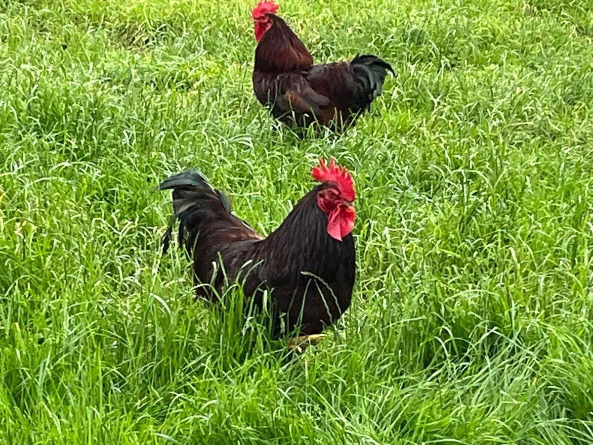 Rhode Island Roosters - Image 1