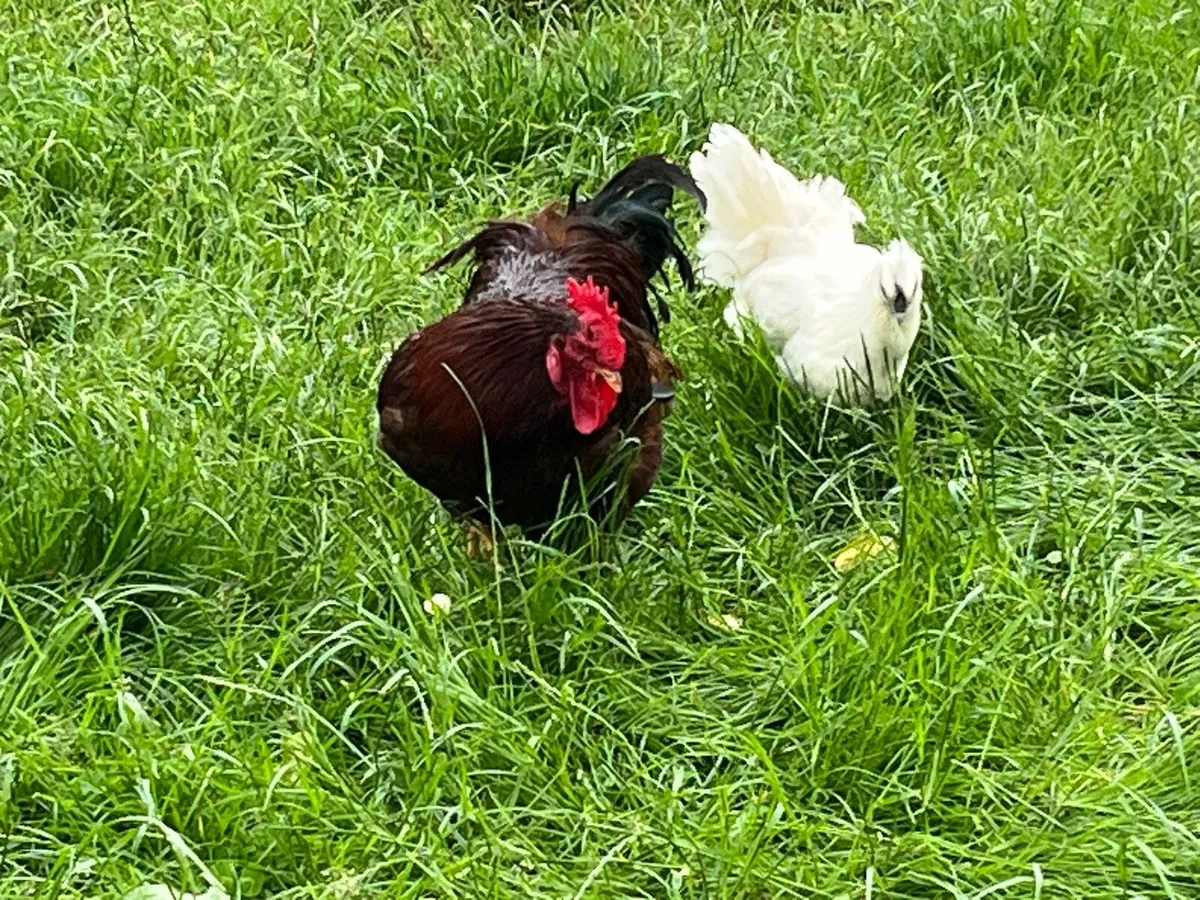 Rhode Island Roosters - Image 2