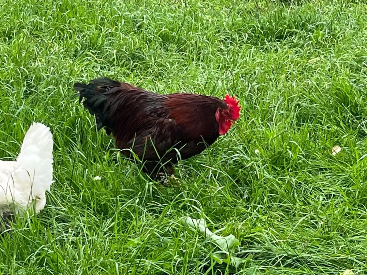 Rhode Island Roosters - Image 4