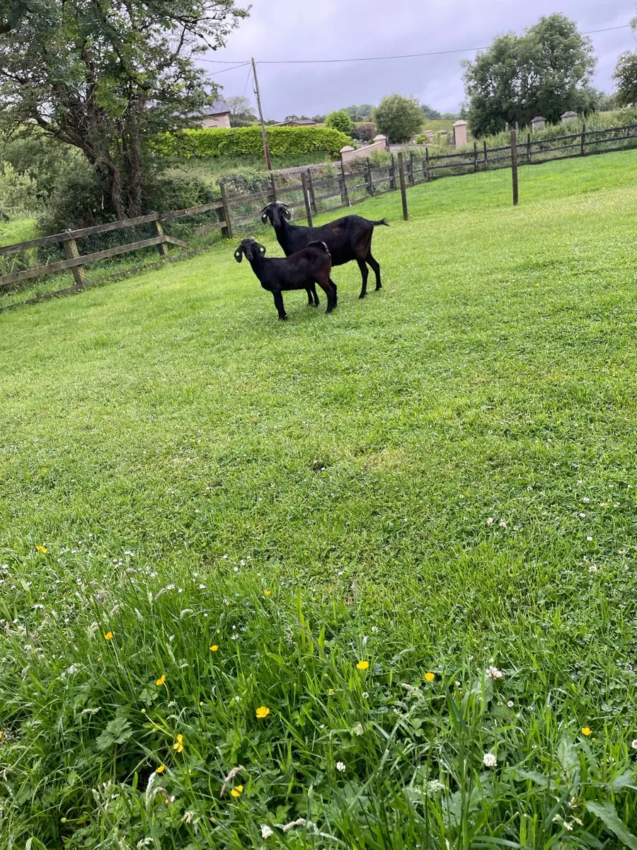 Black Boer goats - Image 2