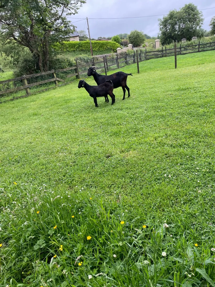 Black Boer goats - Image 3