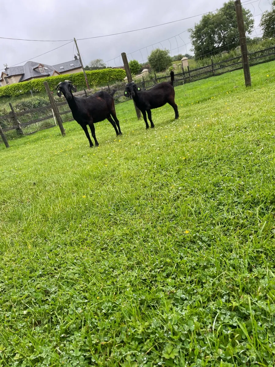 Black Boer goats - Image 4
