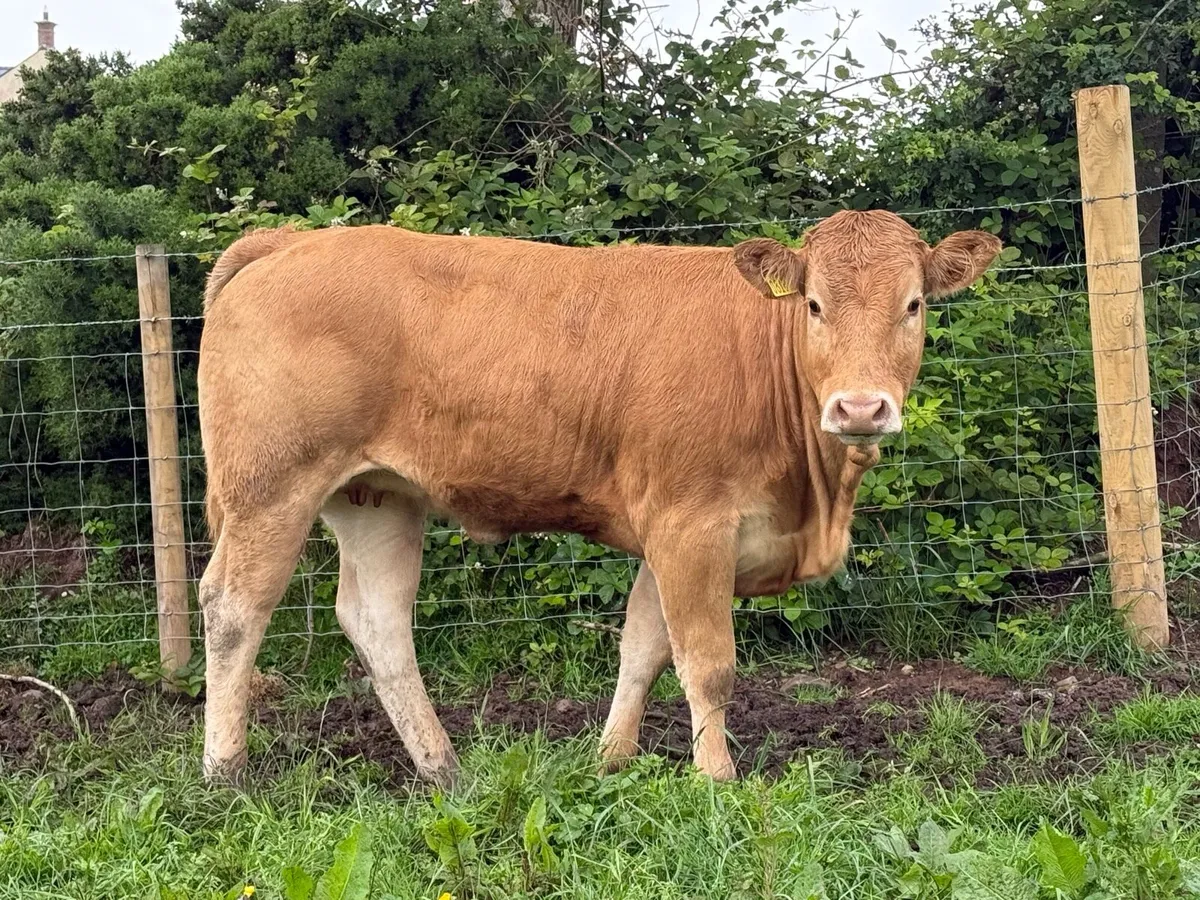 Pedigree Limousin Heifers - Image 1