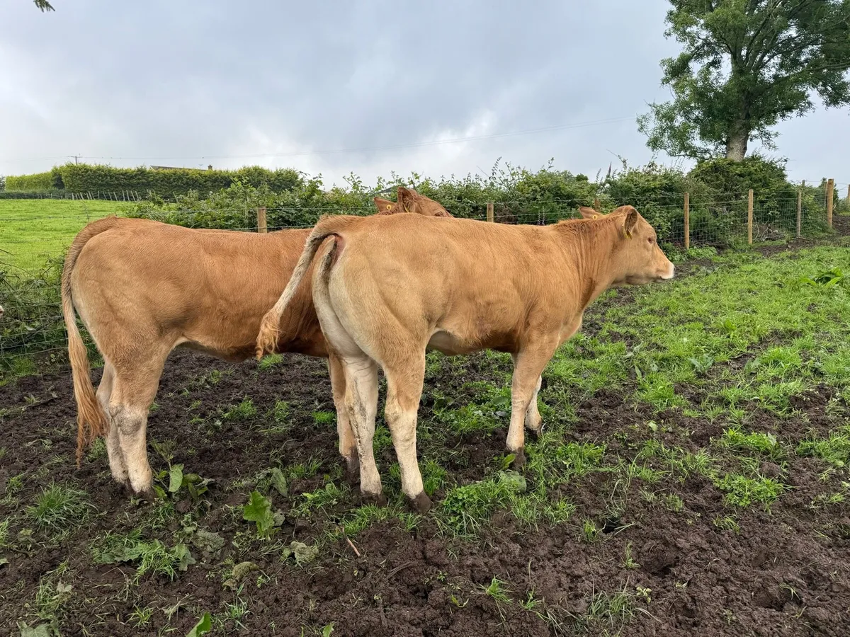Pedigree Limousin Heifers - Image 2