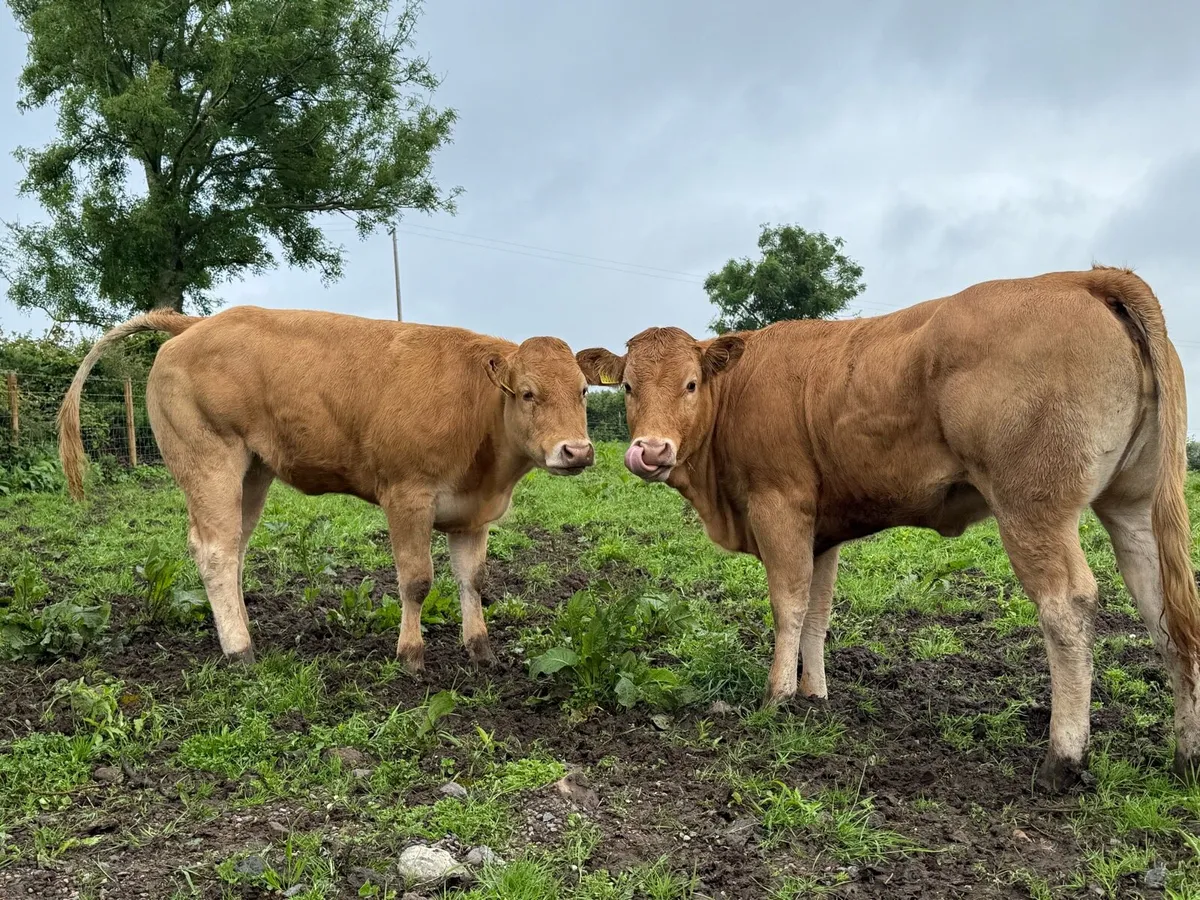 Pedigree Limousin Heifers - Image 3