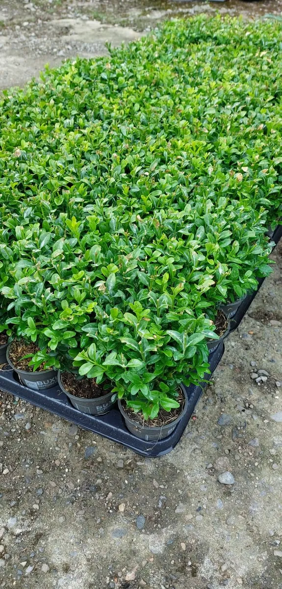 Box Hedging - Image 3