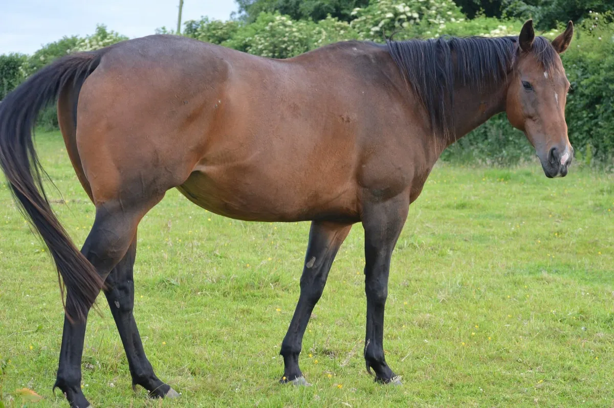 Broodmares - Image 1