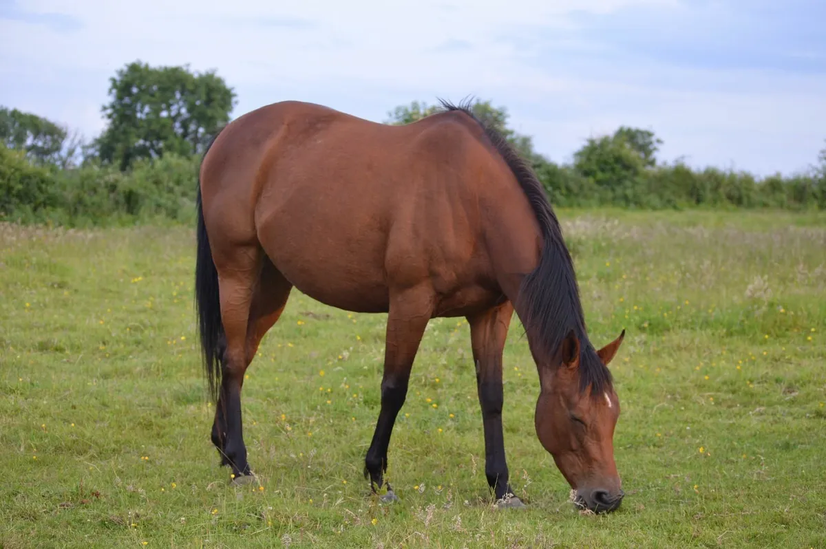 Broodmares - Image 4