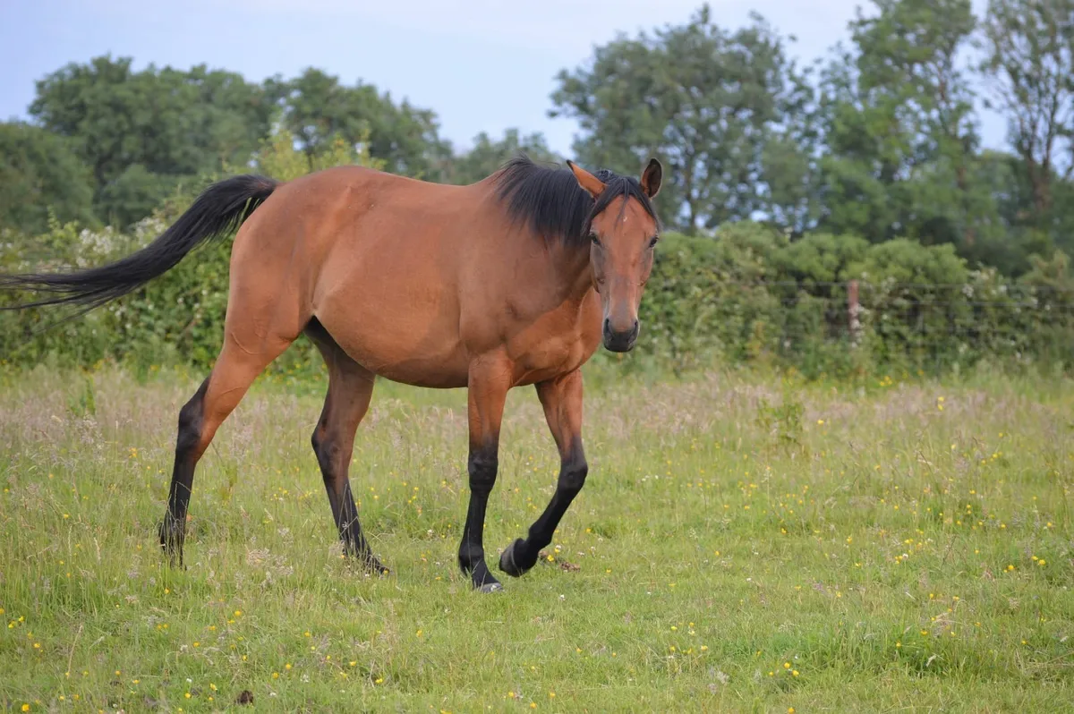 Broodmare - Image 1
