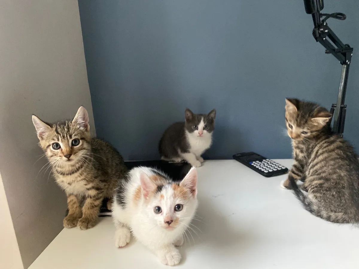 Kittens - Image 1