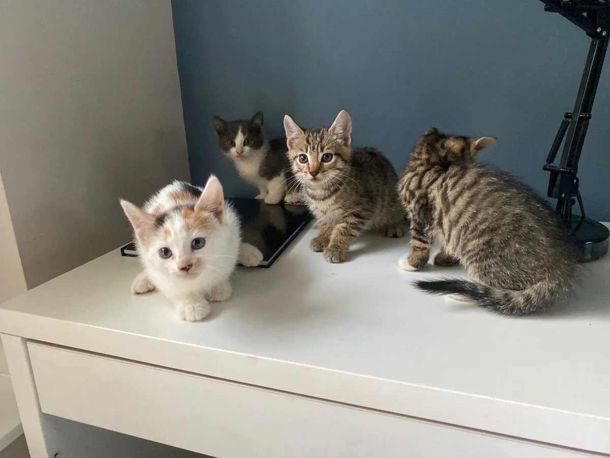 Kittens - Image 2