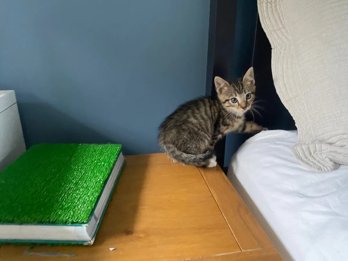 Kittens - Image 3
